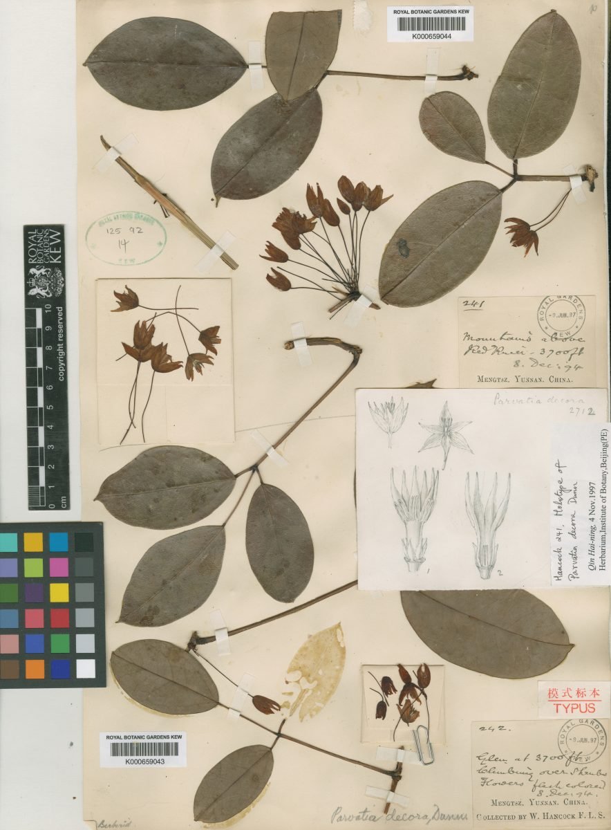 Stauntonia decora photograph 5