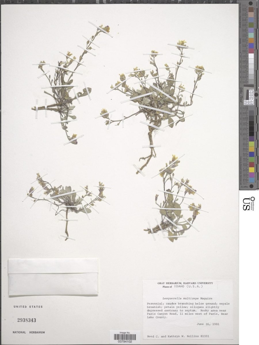 Physaria multiceps photograph 6