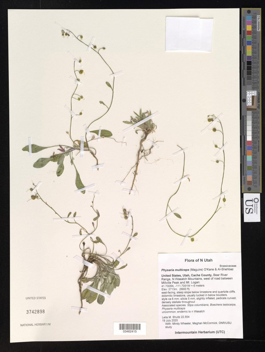 Physaria multiceps