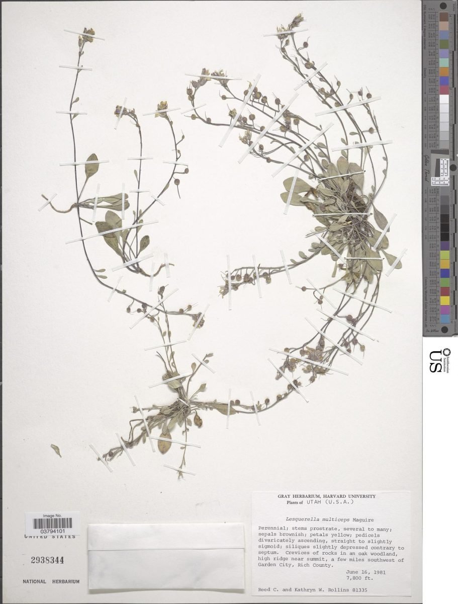 Physaria multiceps photograph 5