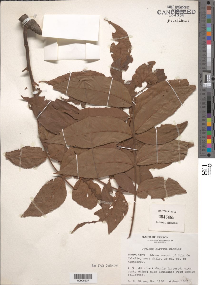 Juglans hirsuta