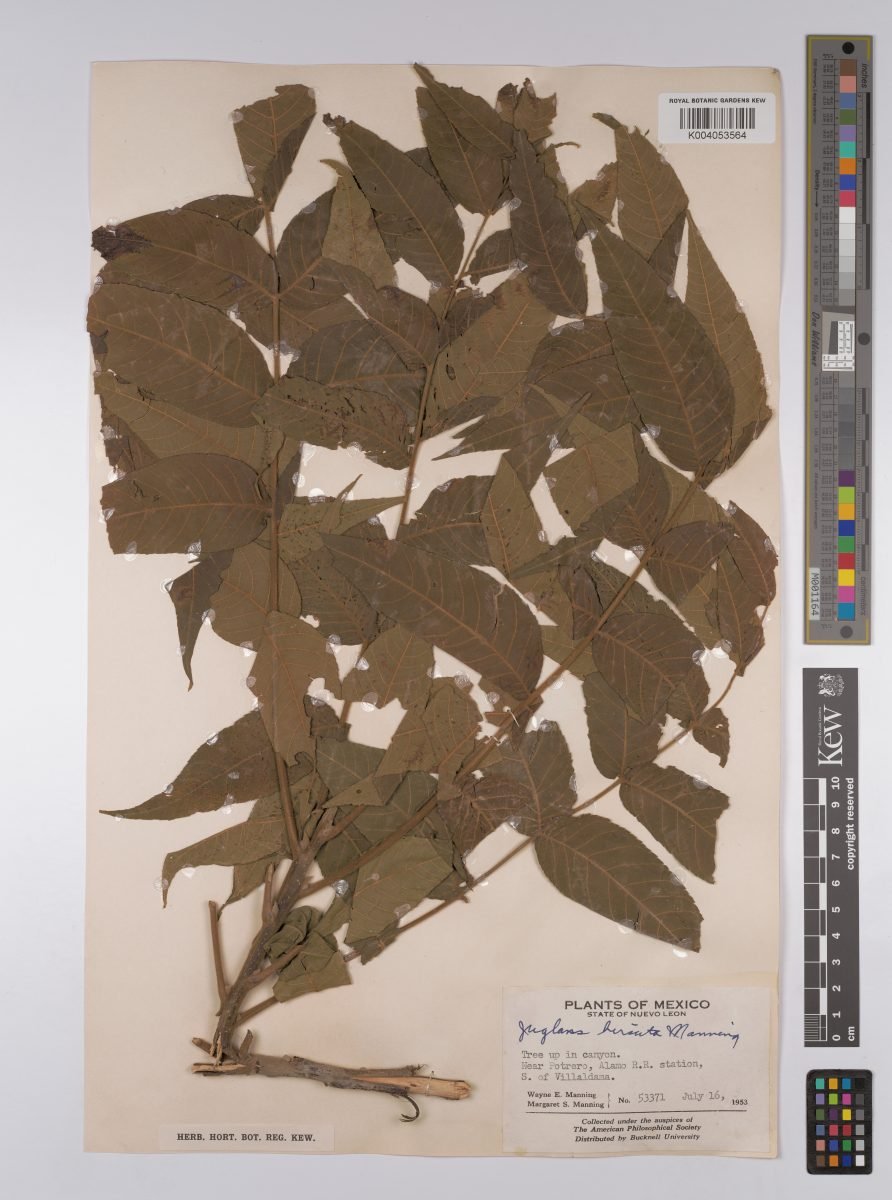 Juglans hirsuta photograph 5