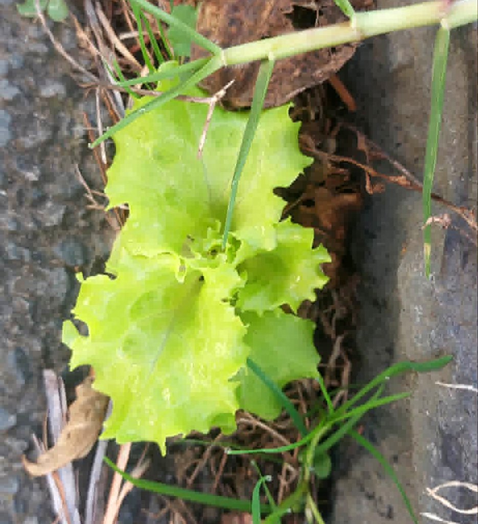 Lactuca sativa