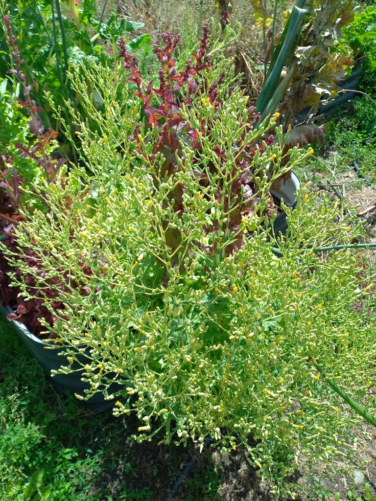 Lactuca sativa photograph 2