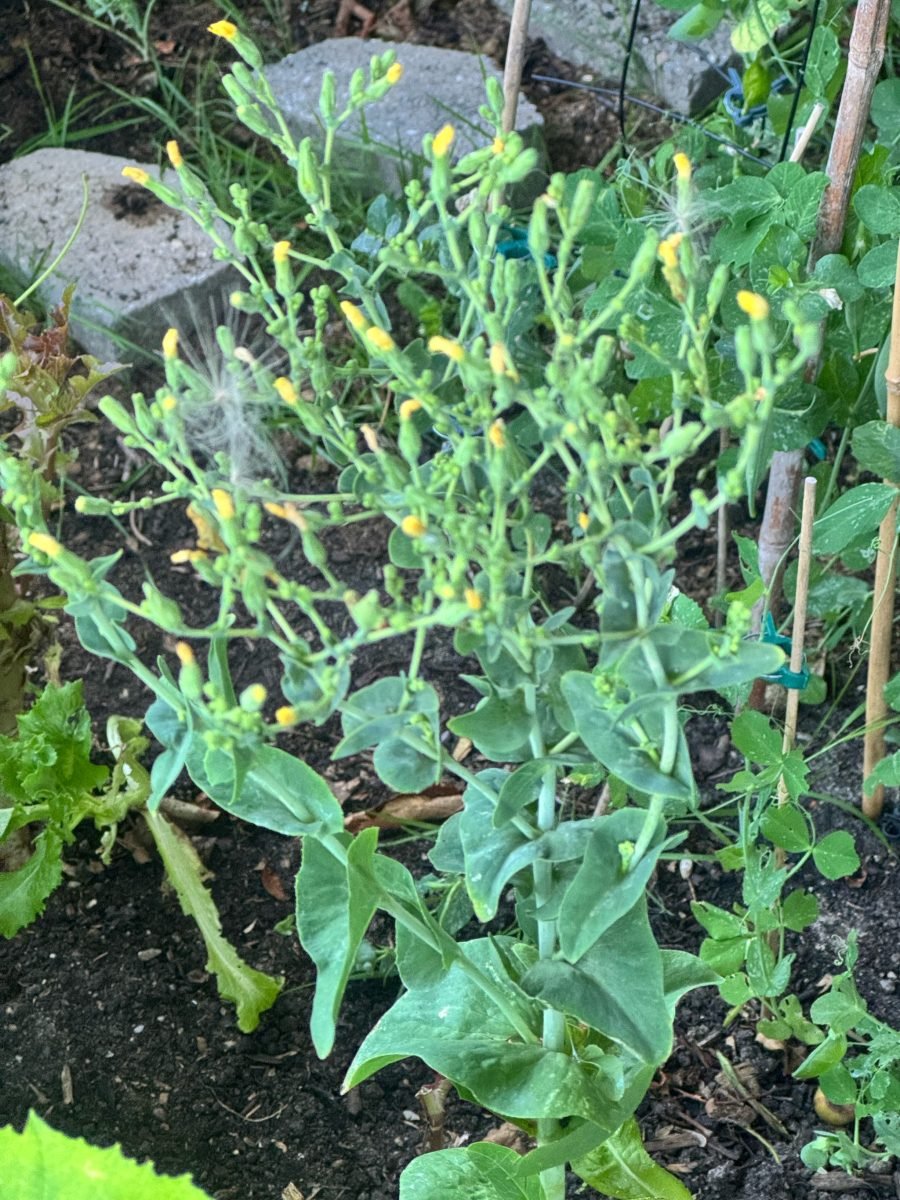 Lactuca sativa photograph 3