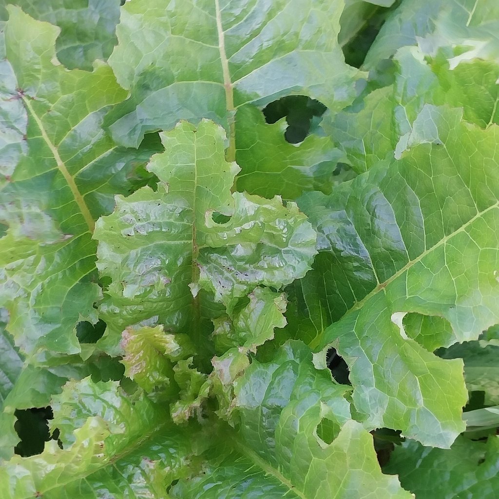 Lactuca sativa photograph 5