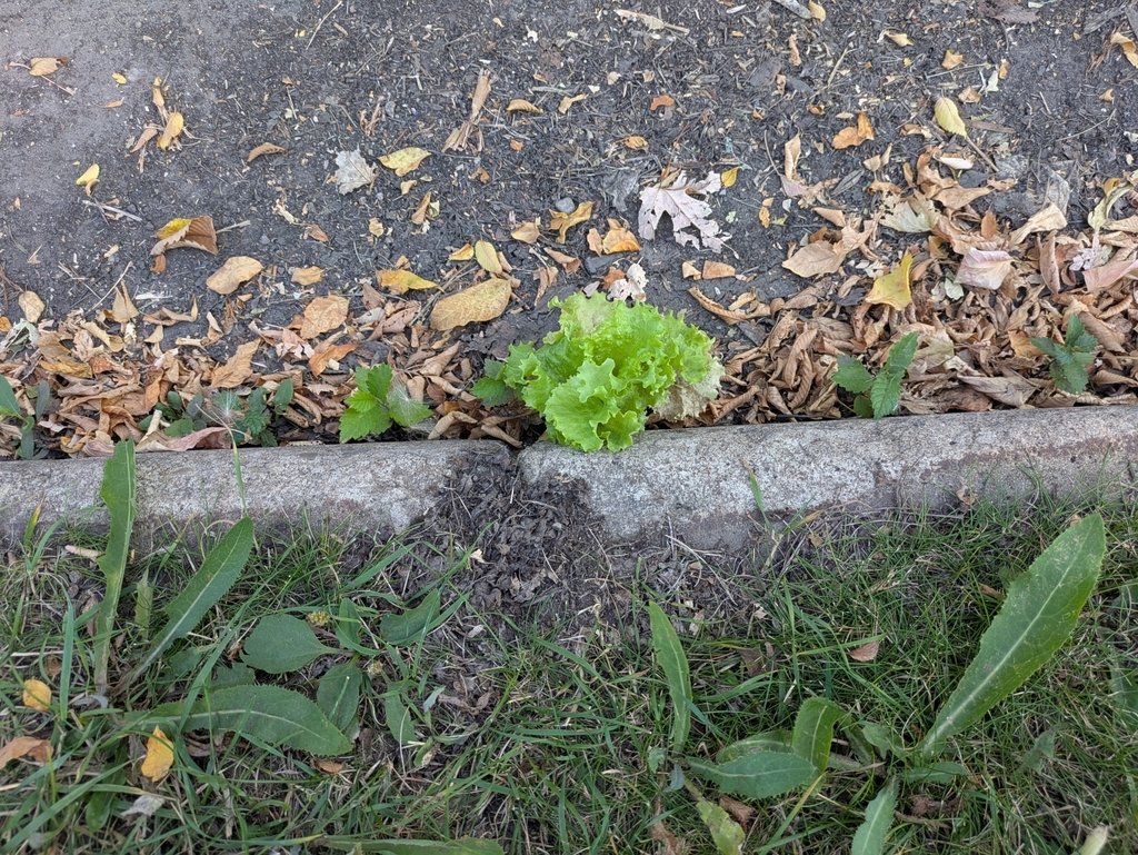 Lactuca sativa photograph 4
