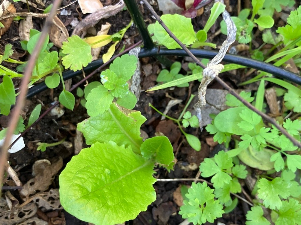 Lactuca sativa photograph 6