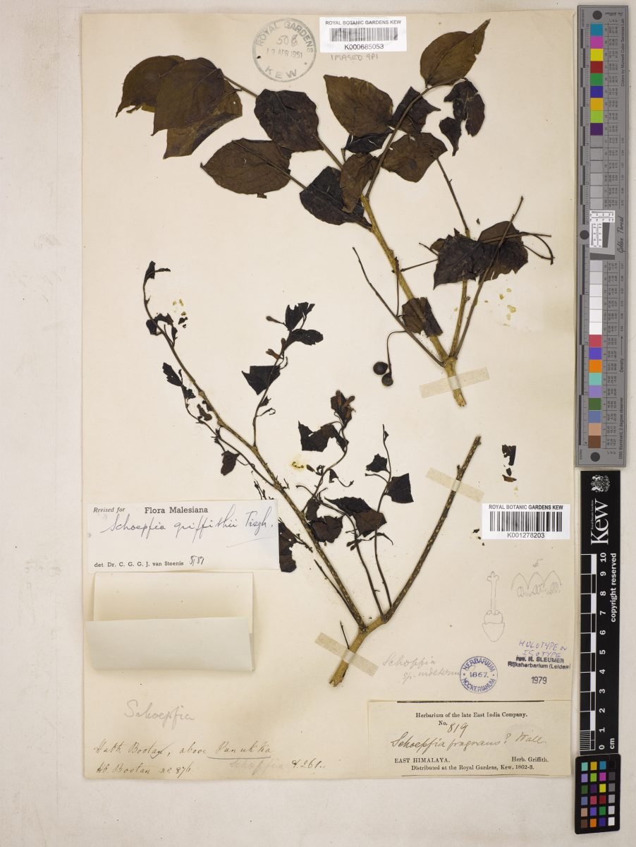 Schoepfia griffithii photograph 4