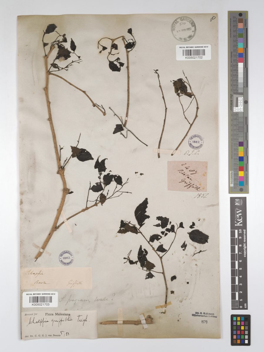 Schoepfia griffithii photograph 5