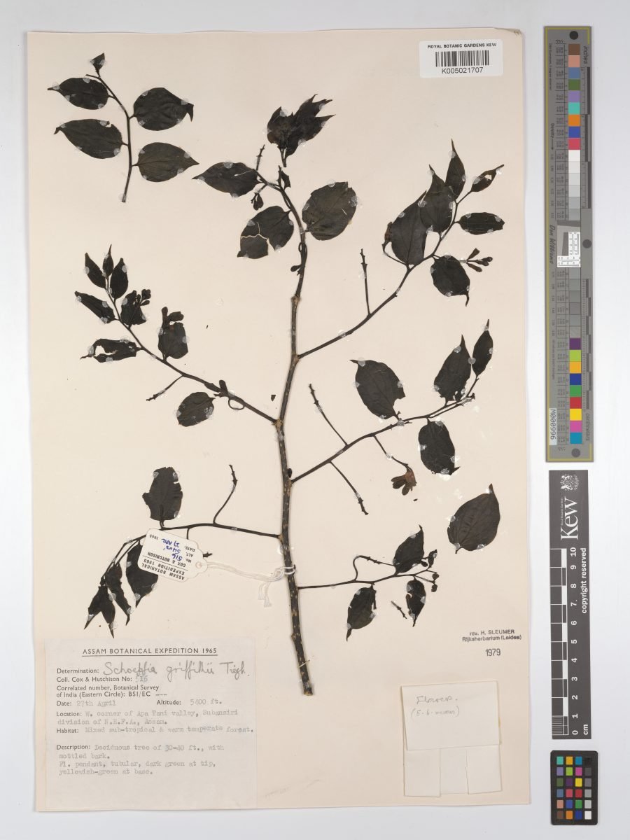 Schoepfia griffithii