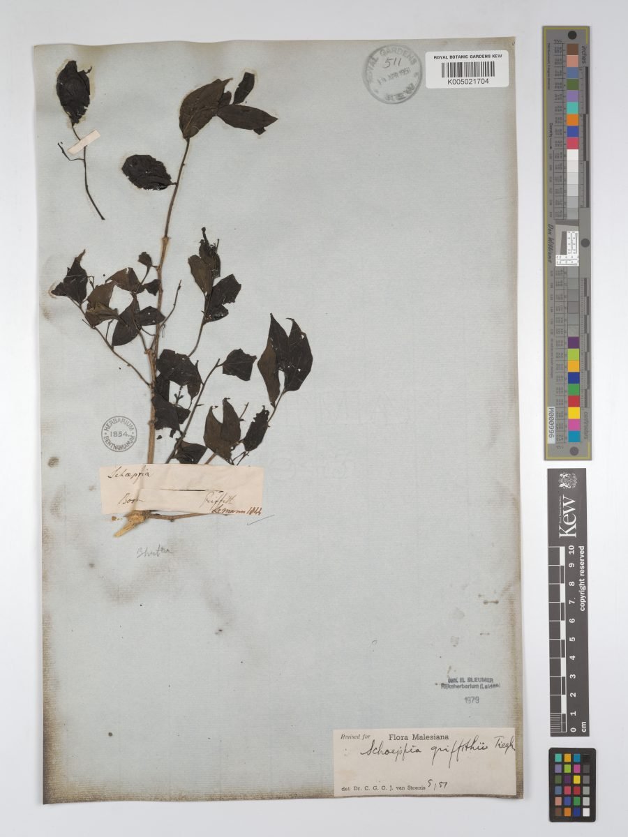 Schoepfia griffithii photograph 6