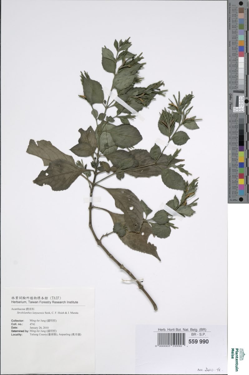 Strobilanthes lanyuensis