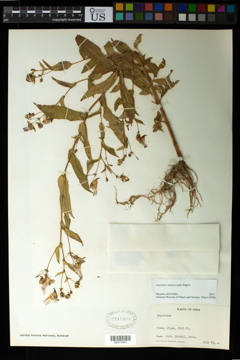 Impatiens amplexicaulis photograph 6