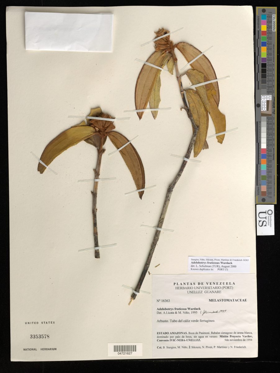 Adelobotrys fruticosa