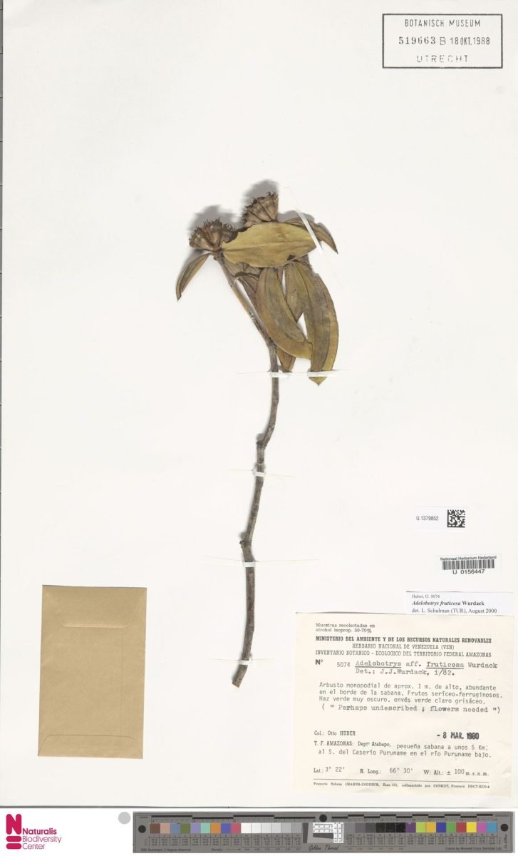 Adelobotrys fruticosa photograph 4