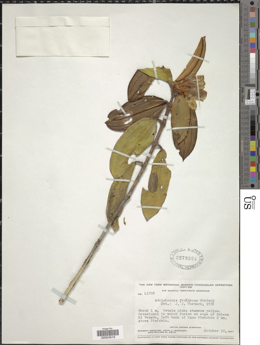 Adelobotrys fruticosa photograph 6