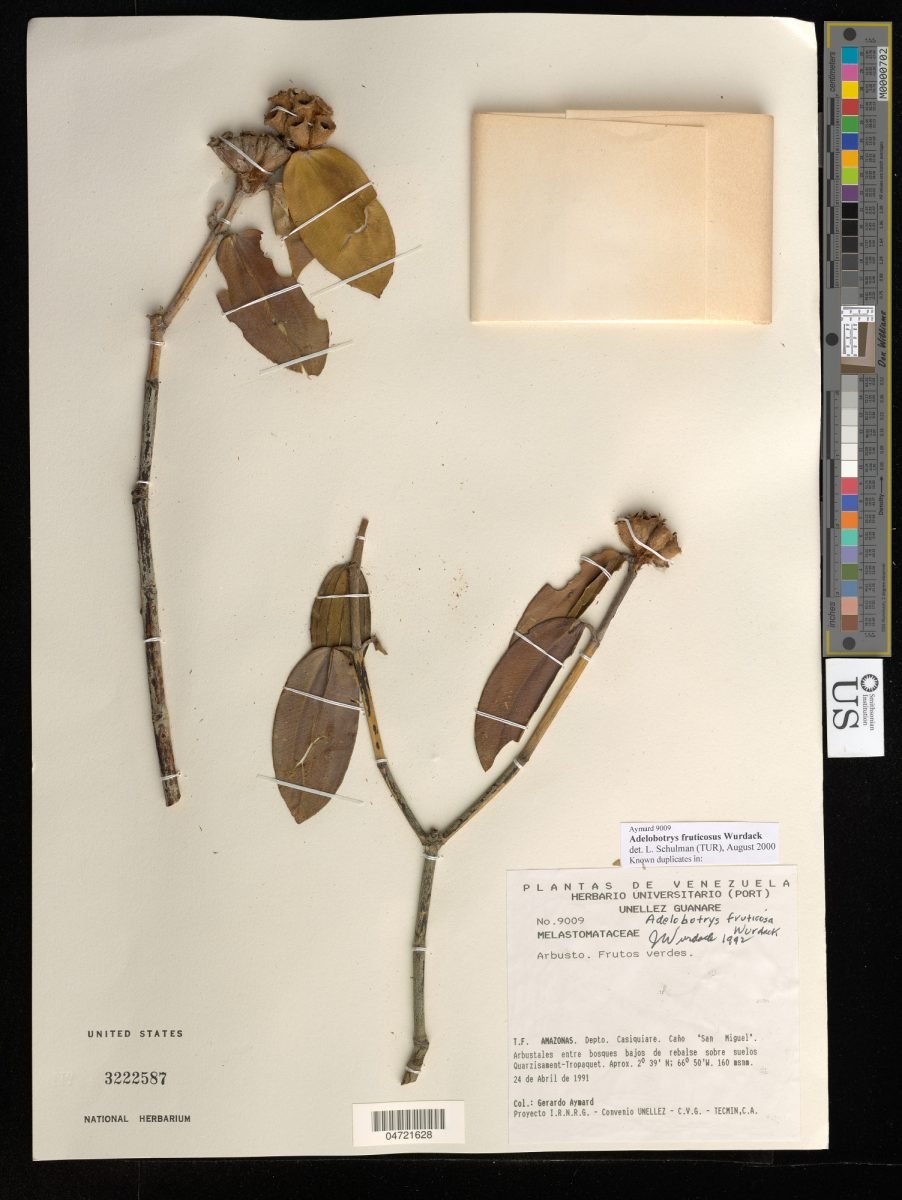 Adelobotrys fruticosa photograph 2
