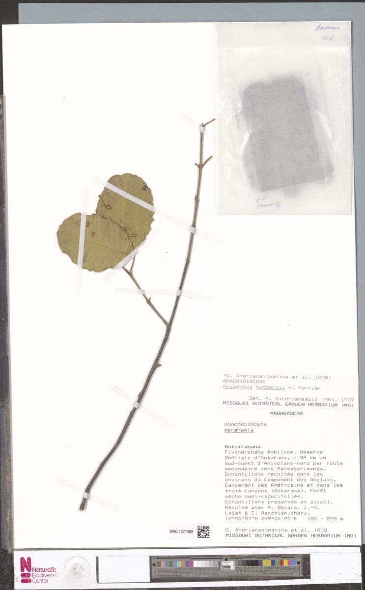 Abrahamia humbertii photograph 4