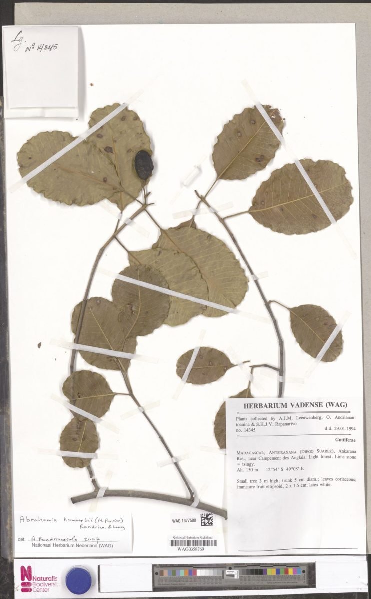 Abrahamia humbertii photograph 6