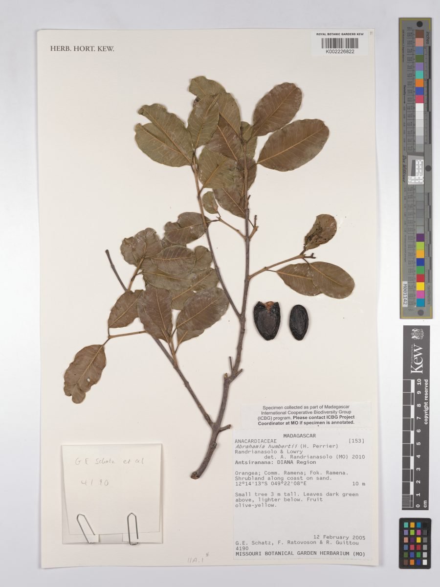 Abrahamia humbertii