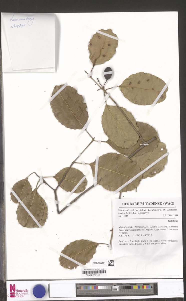 Abrahamia humbertii photograph 5
