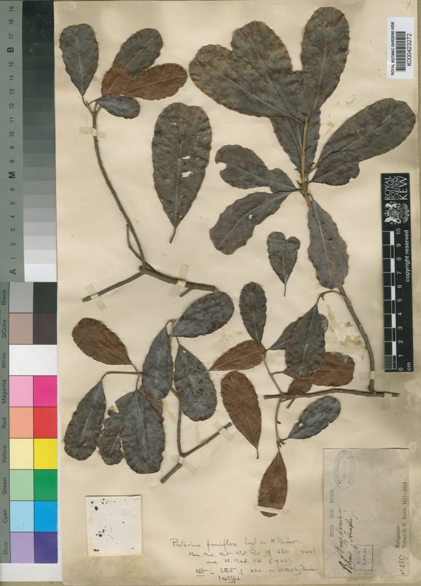 Abrahamia pauciflora photograph 6