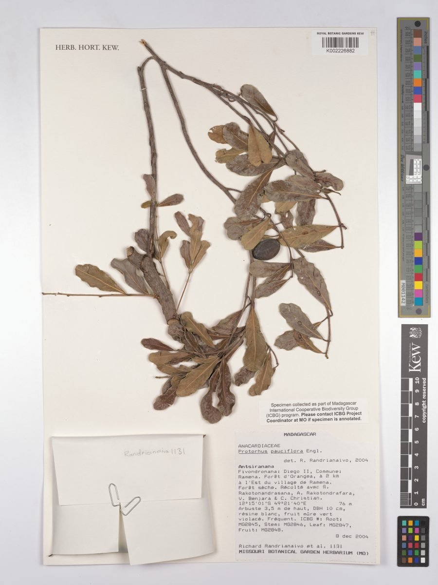Abrahamia pauciflora