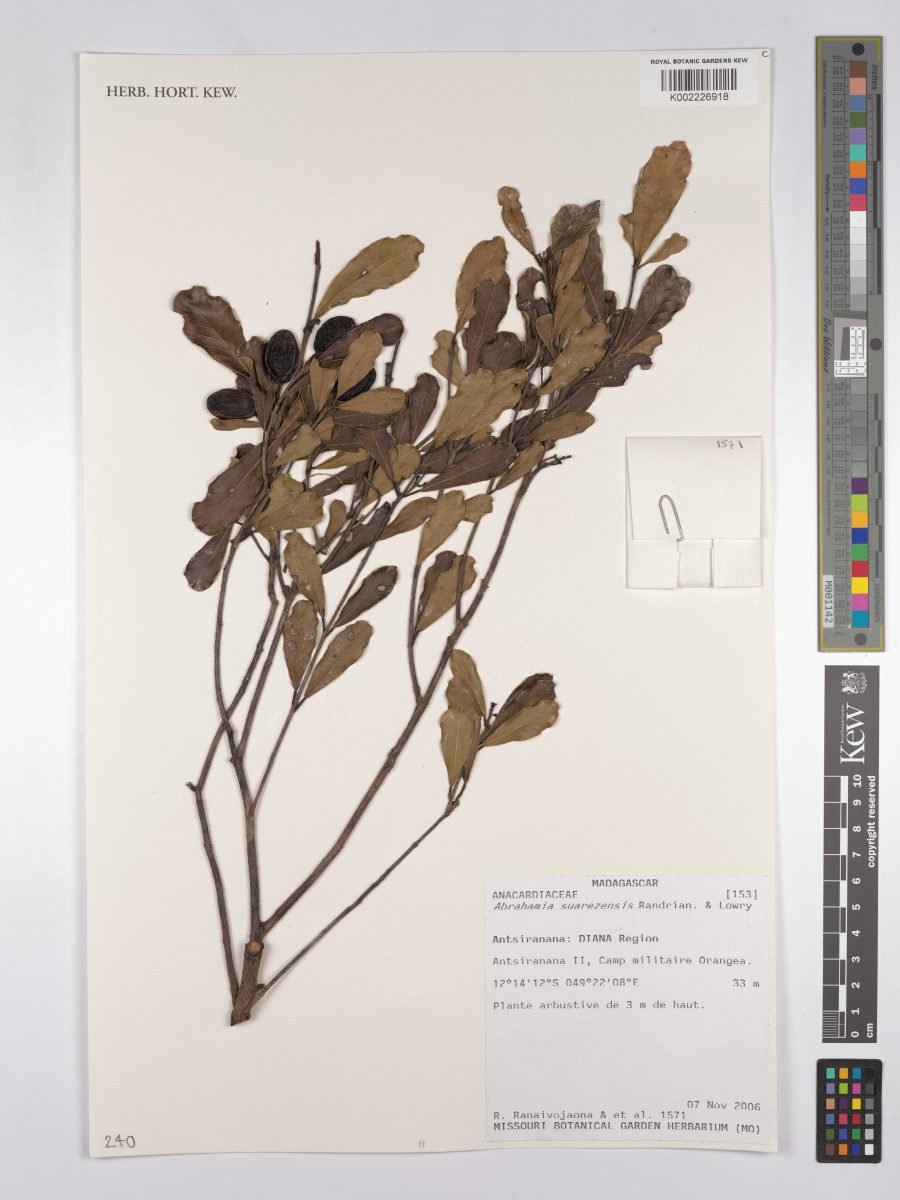 Abrahamia suarezensis photograph 3