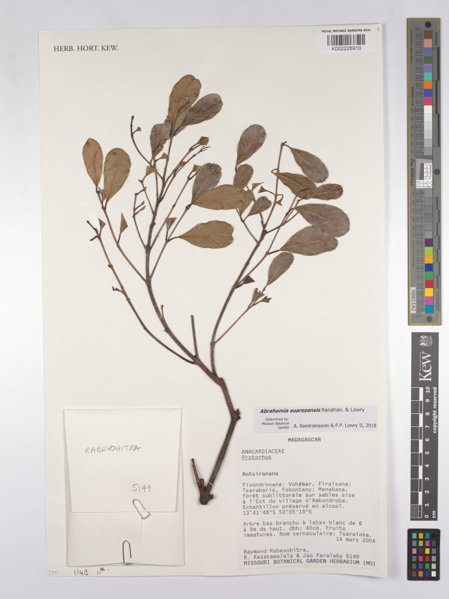 Abrahamia suarezensis photograph 6