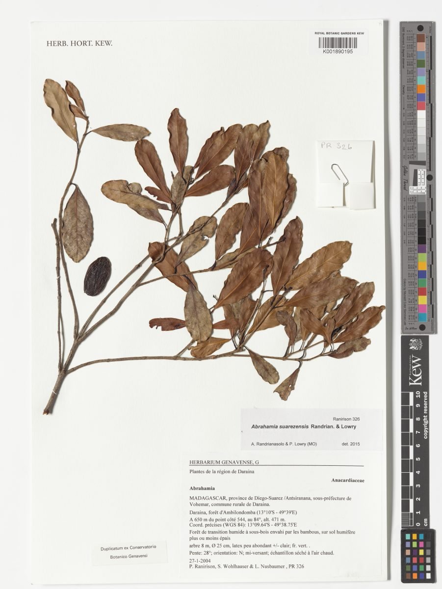 Abrahamia suarezensis photograph 4