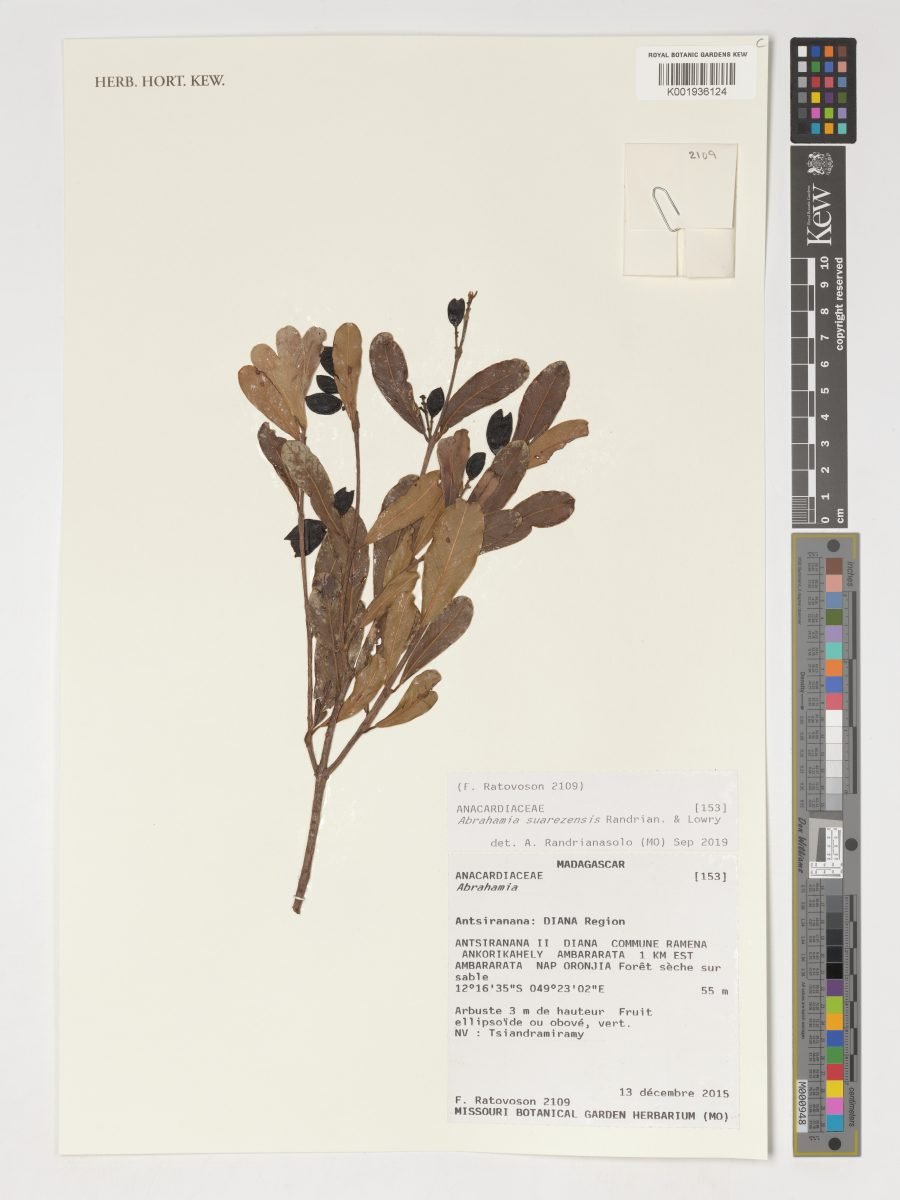 Abrahamia suarezensis