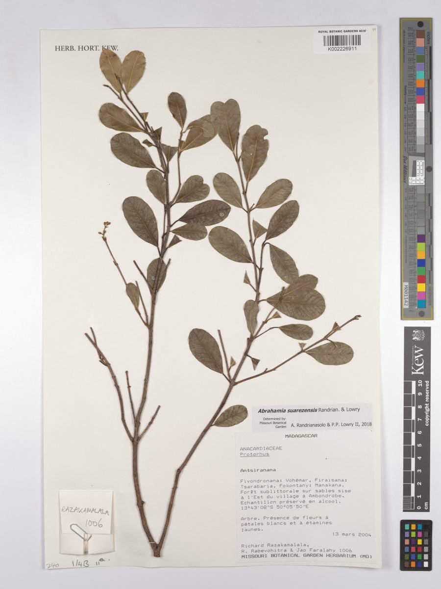 Abrahamia suarezensis photograph 5
