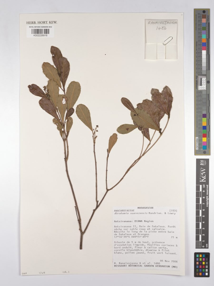 Abrahamia suarezensis photograph 2