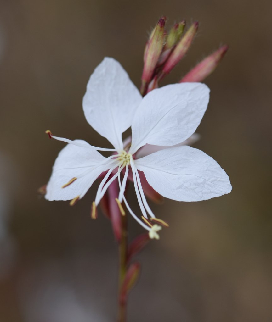 Oenothera lindheimeri