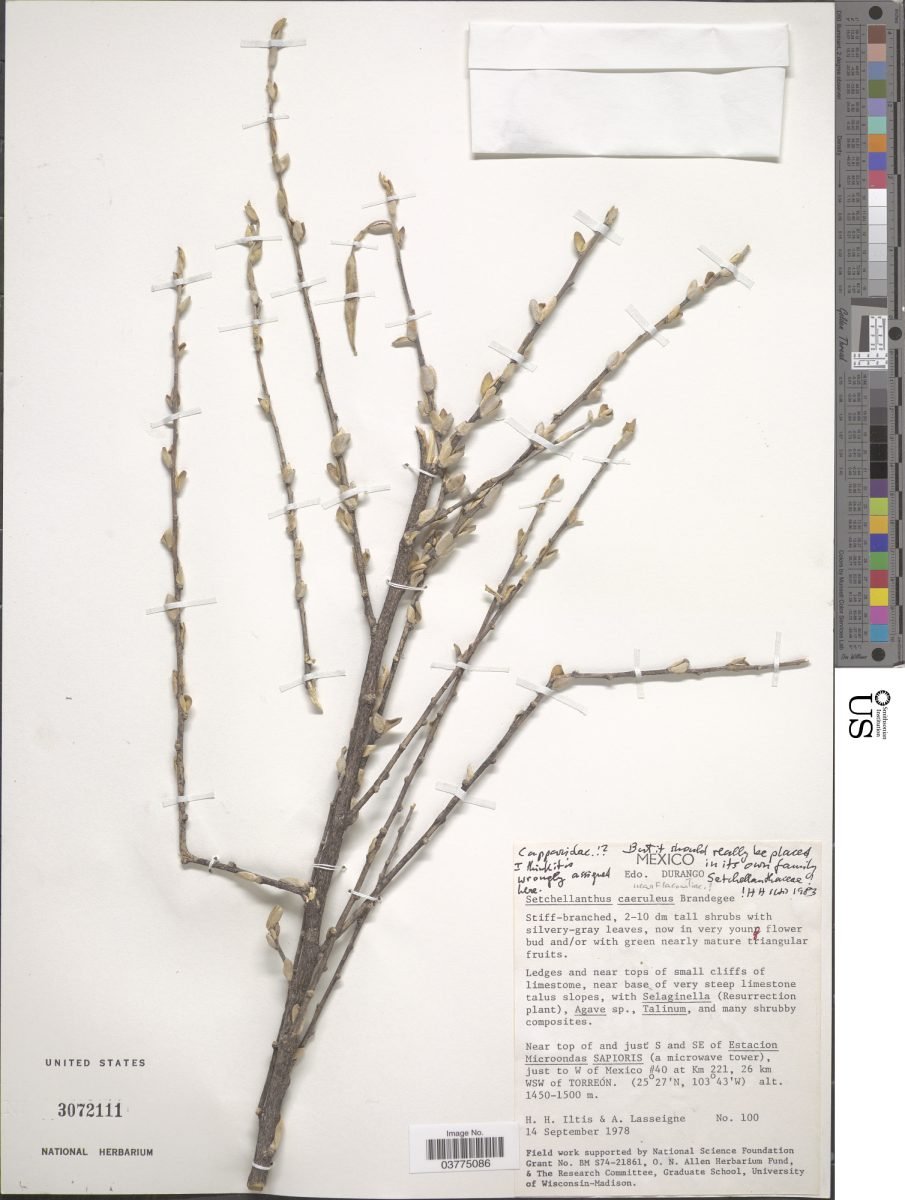 Setchellanthus caeruleus photograph 5