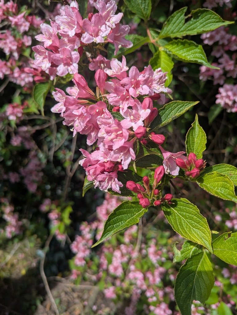 Weigela florida photograph 2