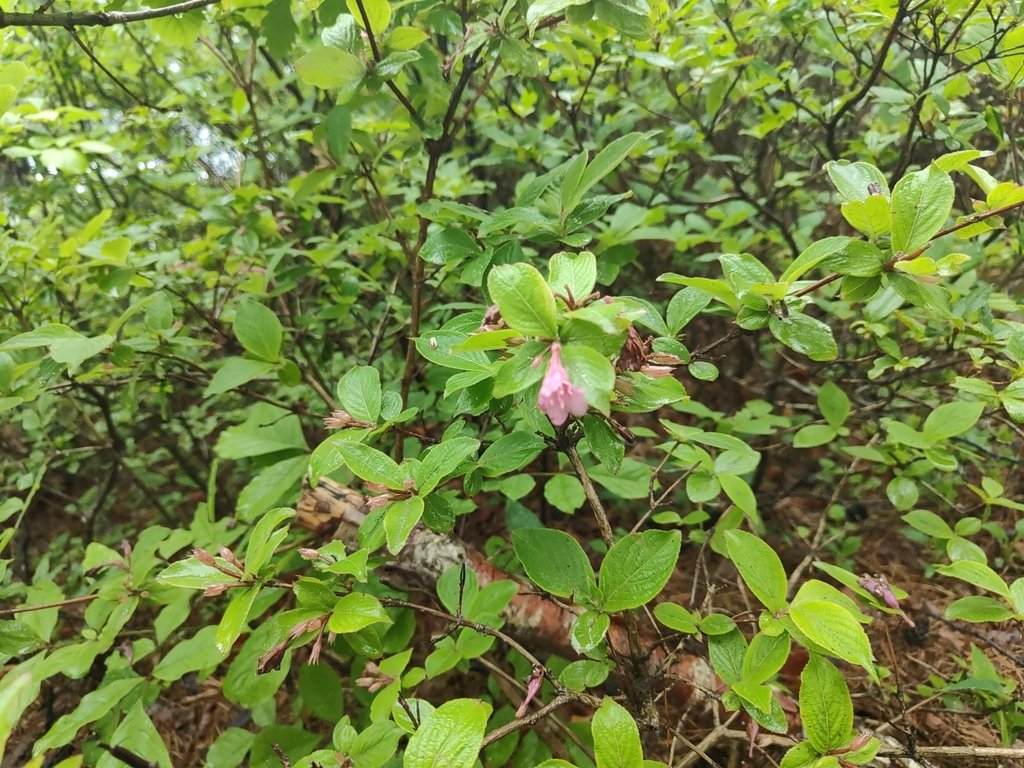 Weigela florida photograph 6