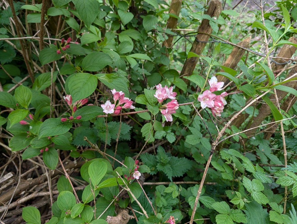 Weigela florida
