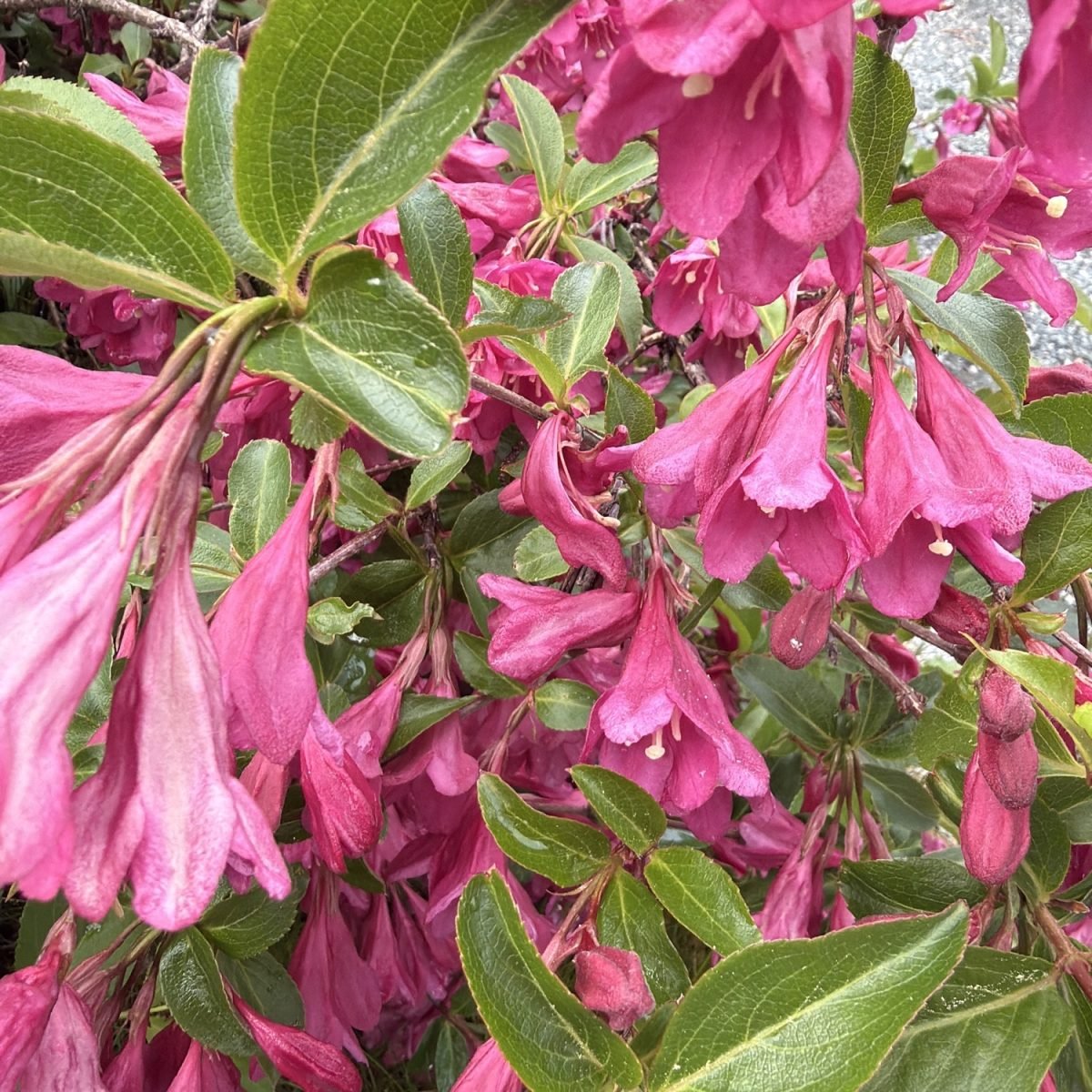 Weigela florida photograph 3