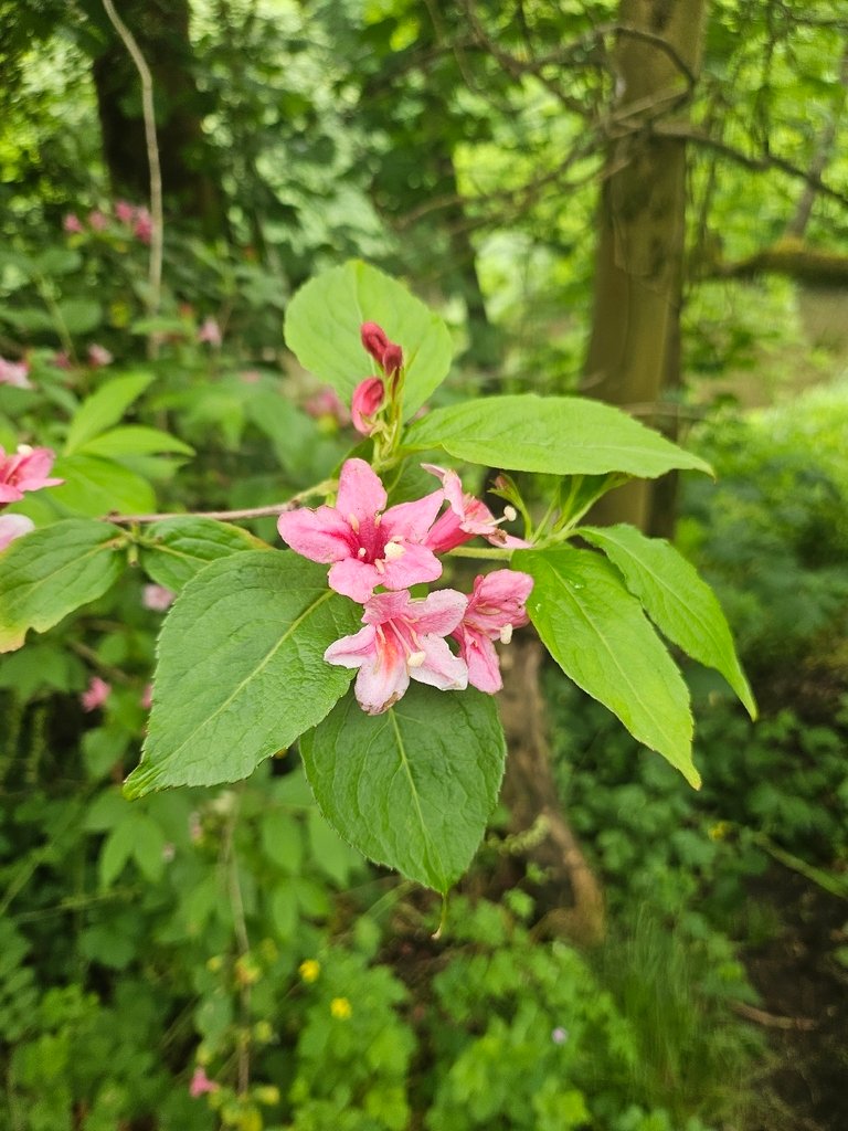 Weigela florida photograph 5