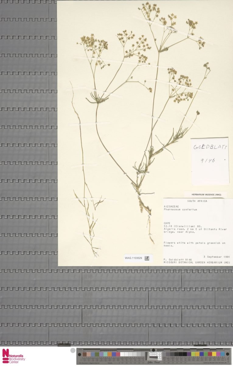 Pharnaceum confertum photograph 2