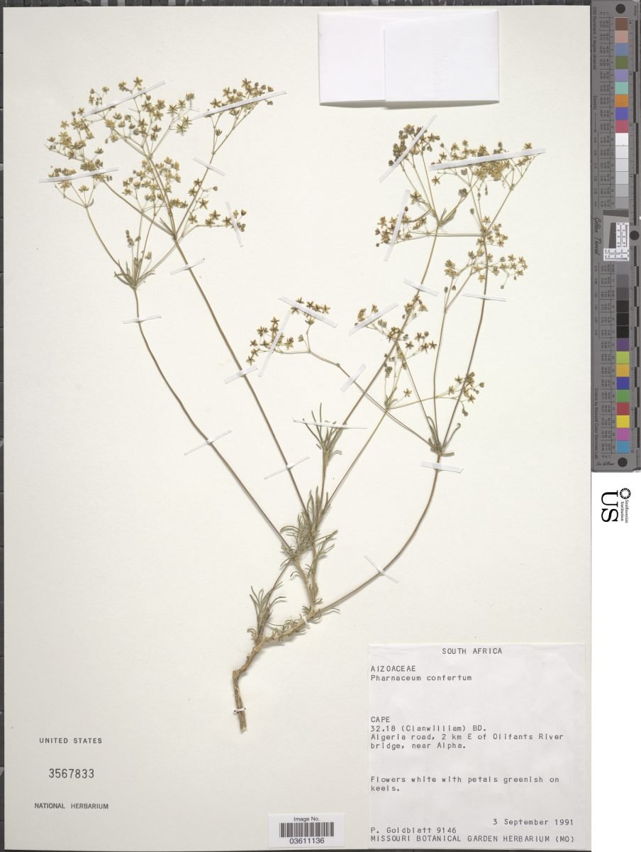 Pharnaceum confertum