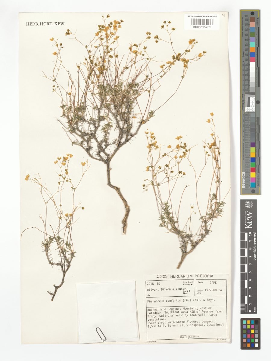 Pharnaceum confertum photograph 6