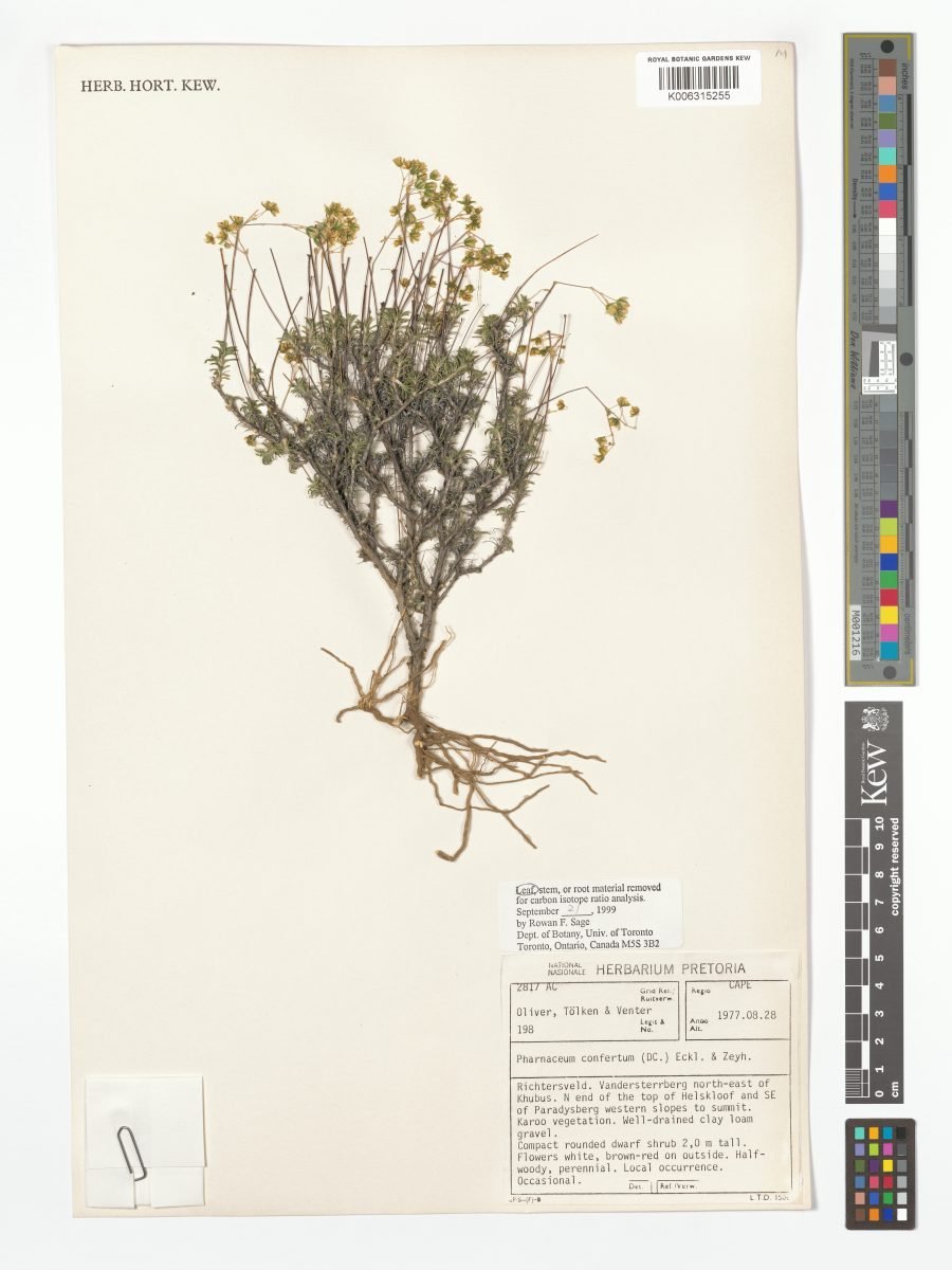 Pharnaceum confertum photograph 5