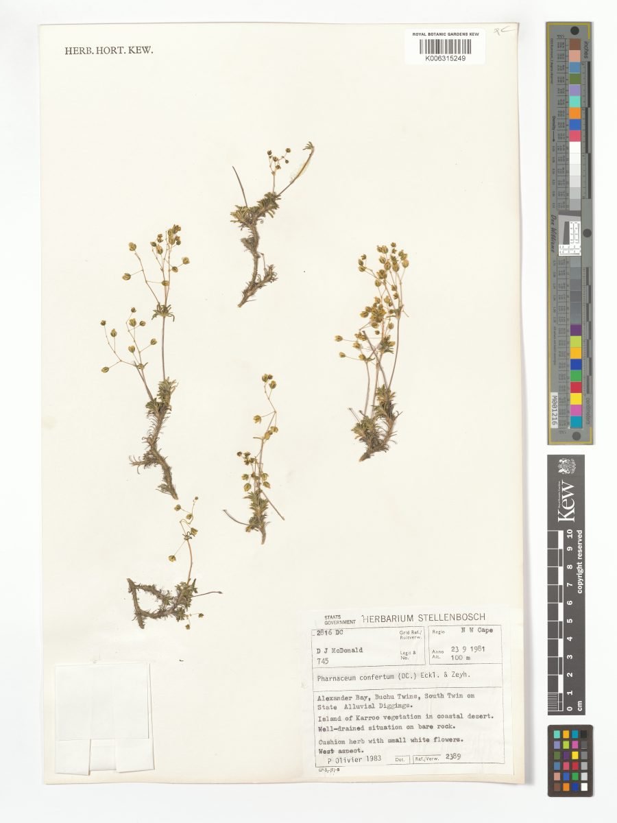 Pharnaceum confertum photograph 4