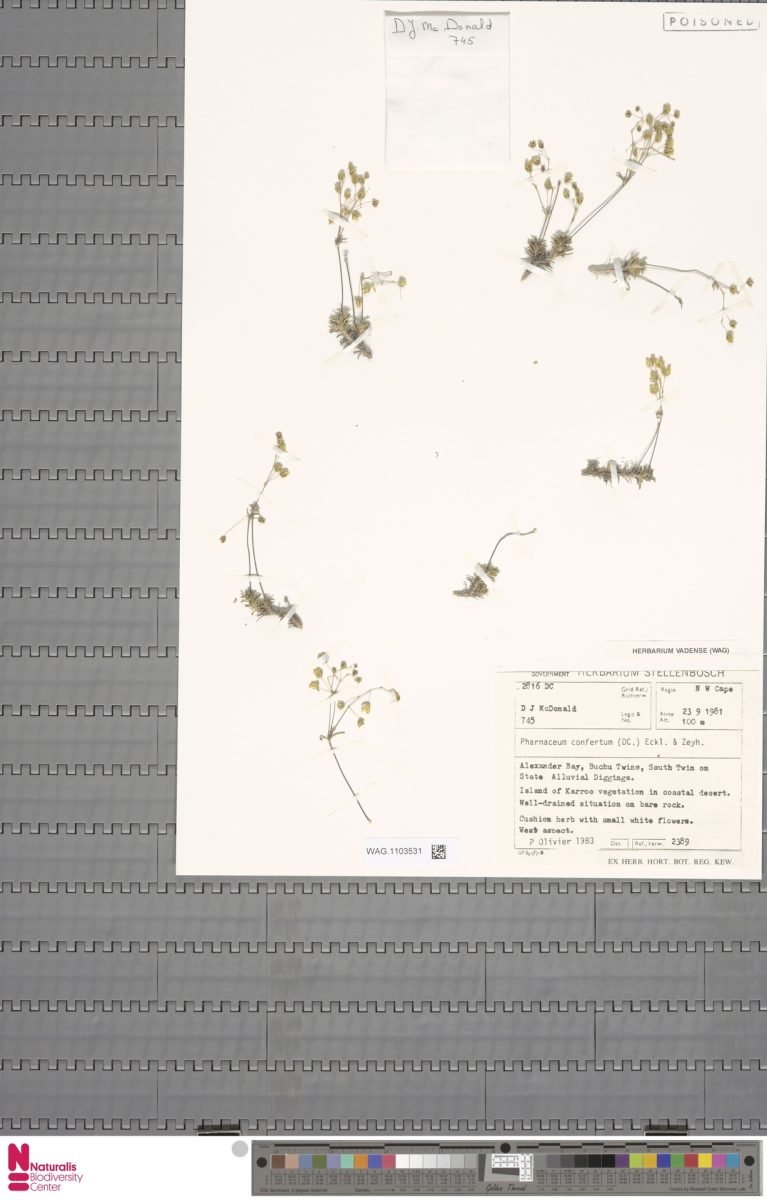 Pharnaceum confertum photograph 3