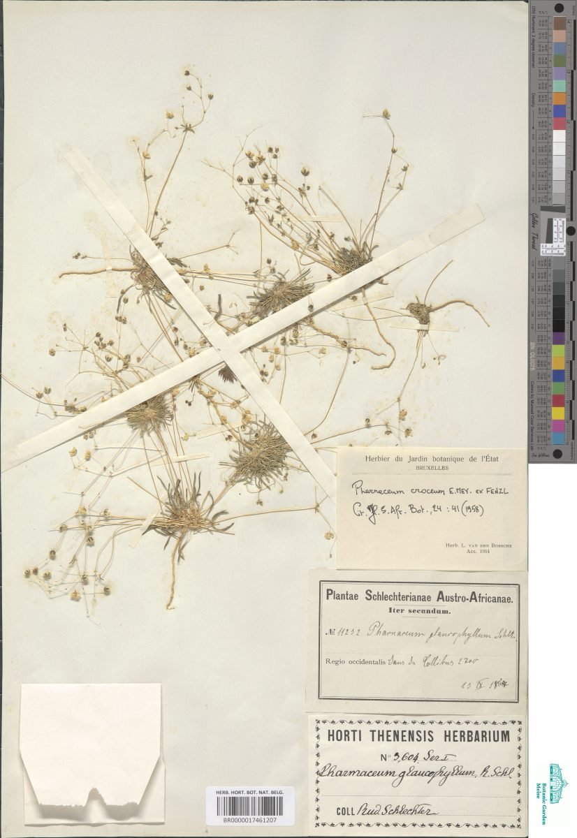 Pharnaceum croceum photograph 6