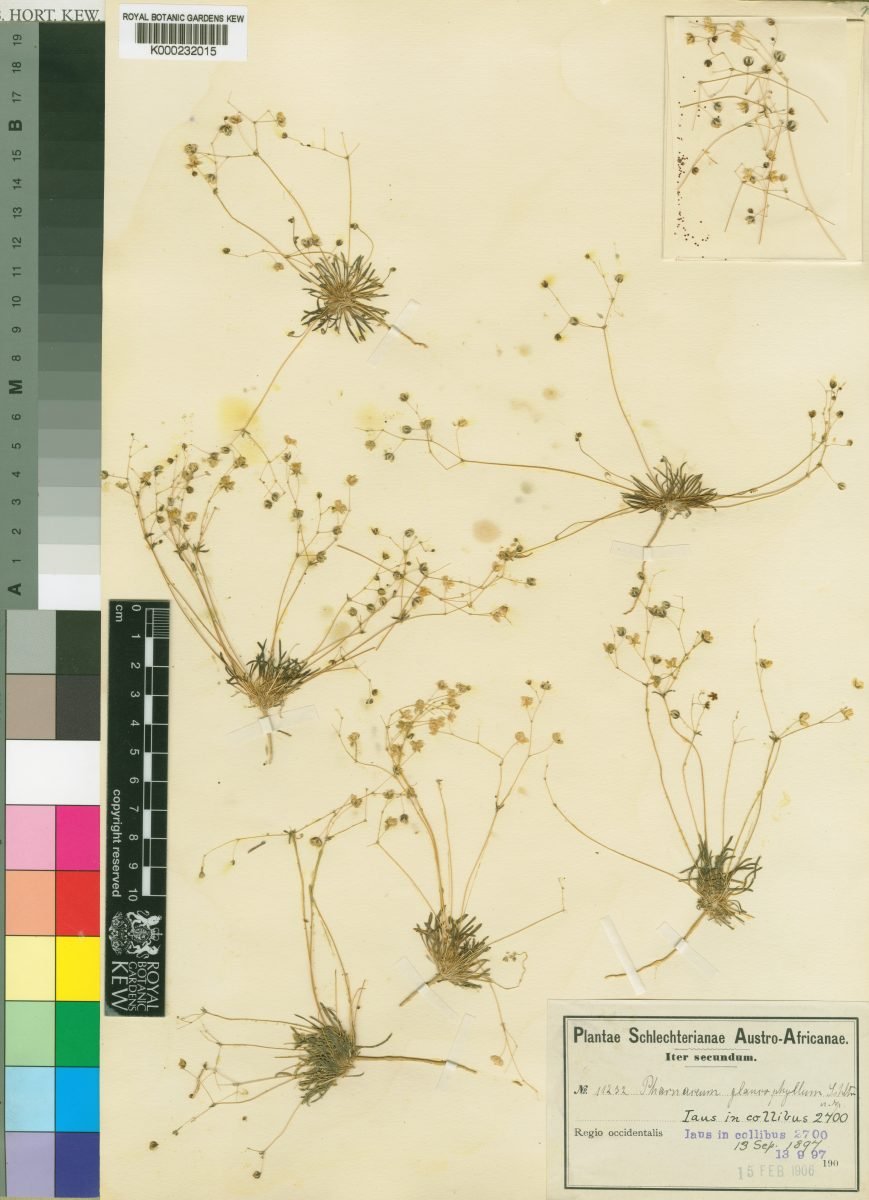 Pharnaceum croceum photograph 5
