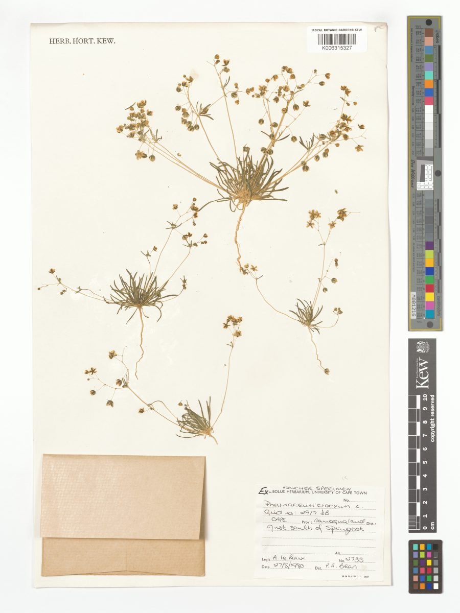 Pharnaceum croceum